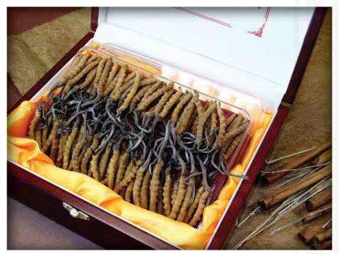 南郊冬虫夏草回收